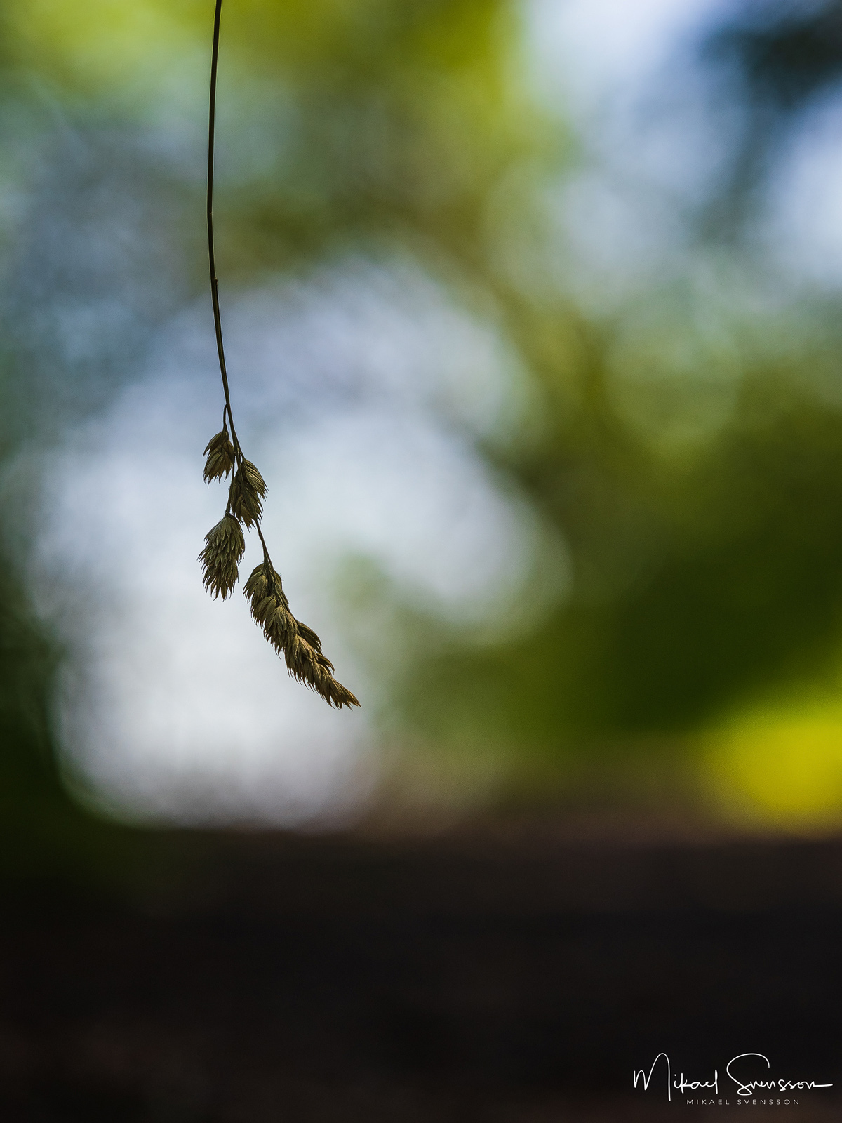 Strå upp å ner nedanför Väderutsikten, Hisingen.