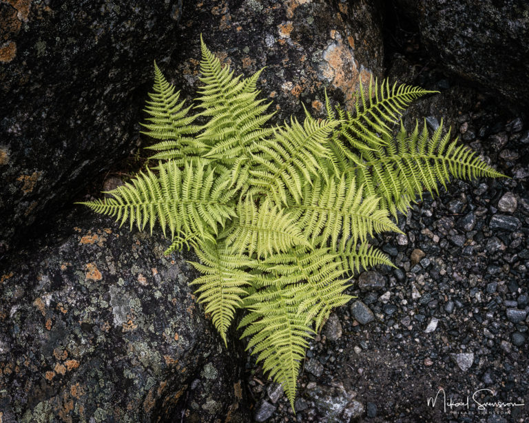 Ormbunke i Kjenndalen, Norge.