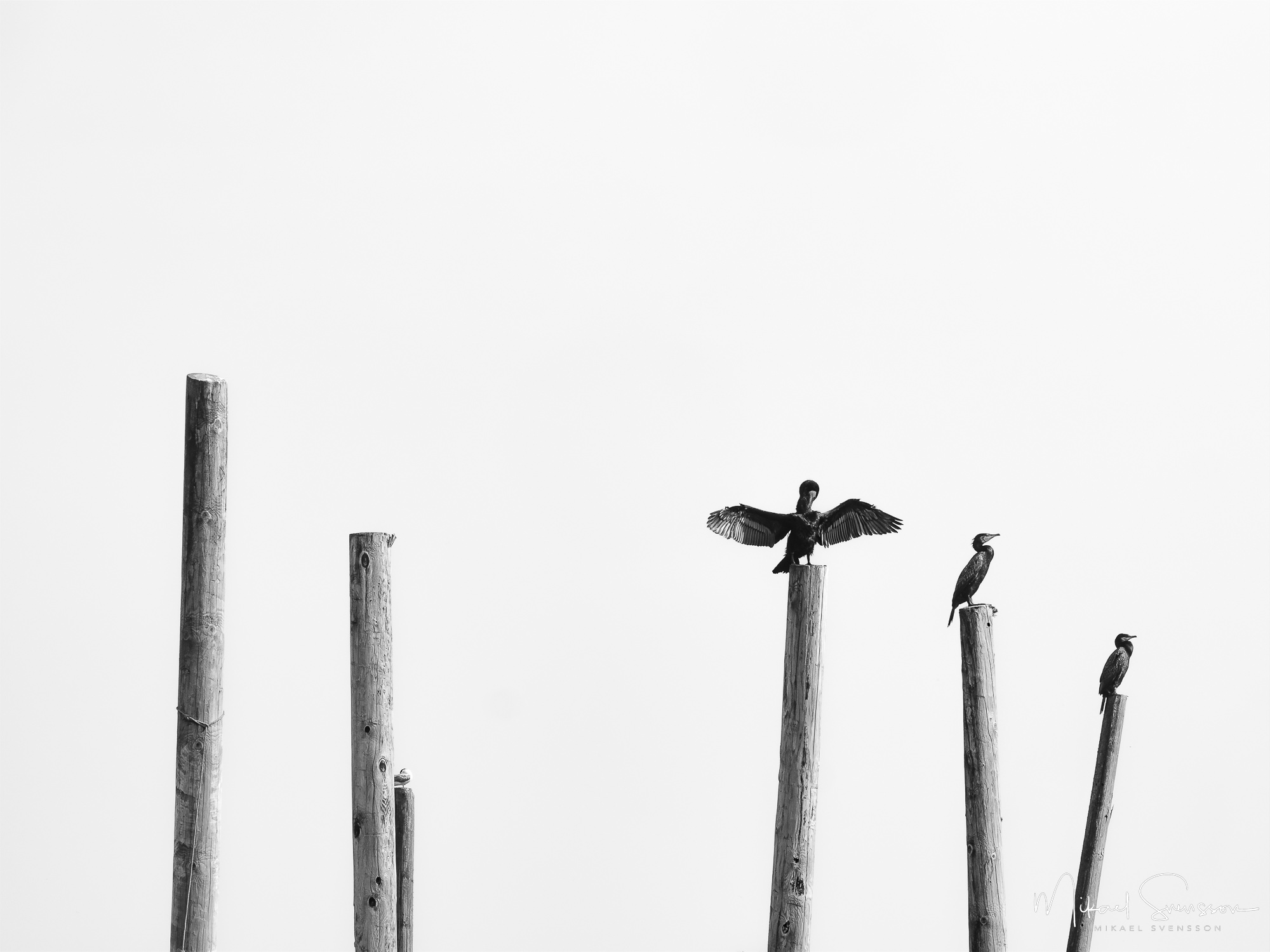Skarvar sitter på pålar.