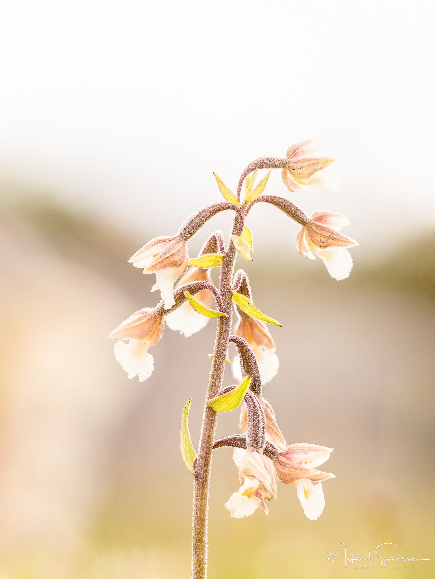 Kärrknipprot vid Sillvik naturreservat, Hisingen.