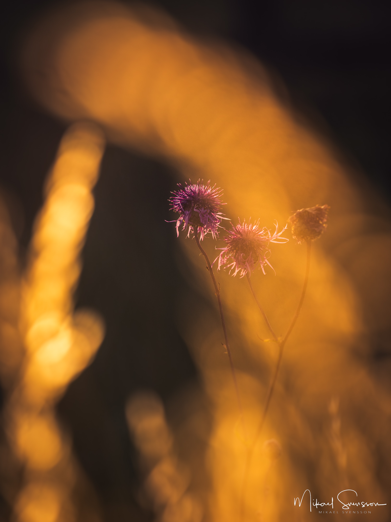 Gamla Uppsala, Uppsala.