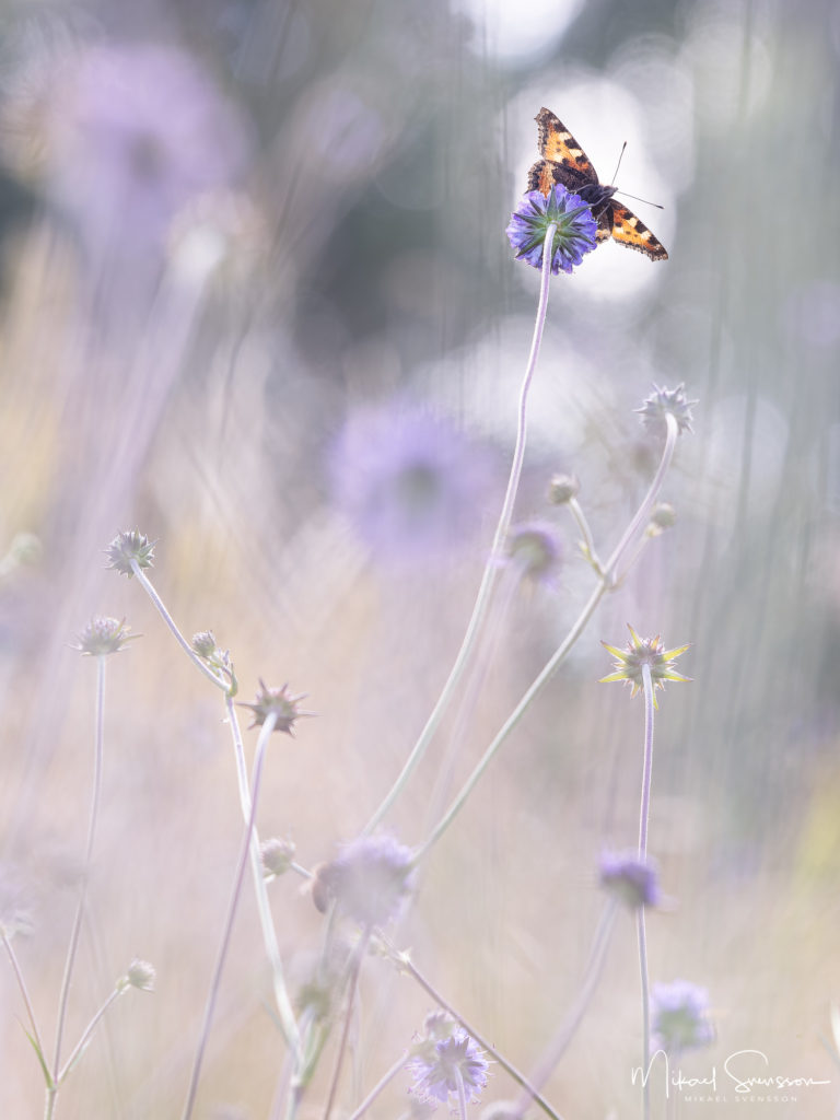 Nässelfjäril vid Säve, Hisingen.