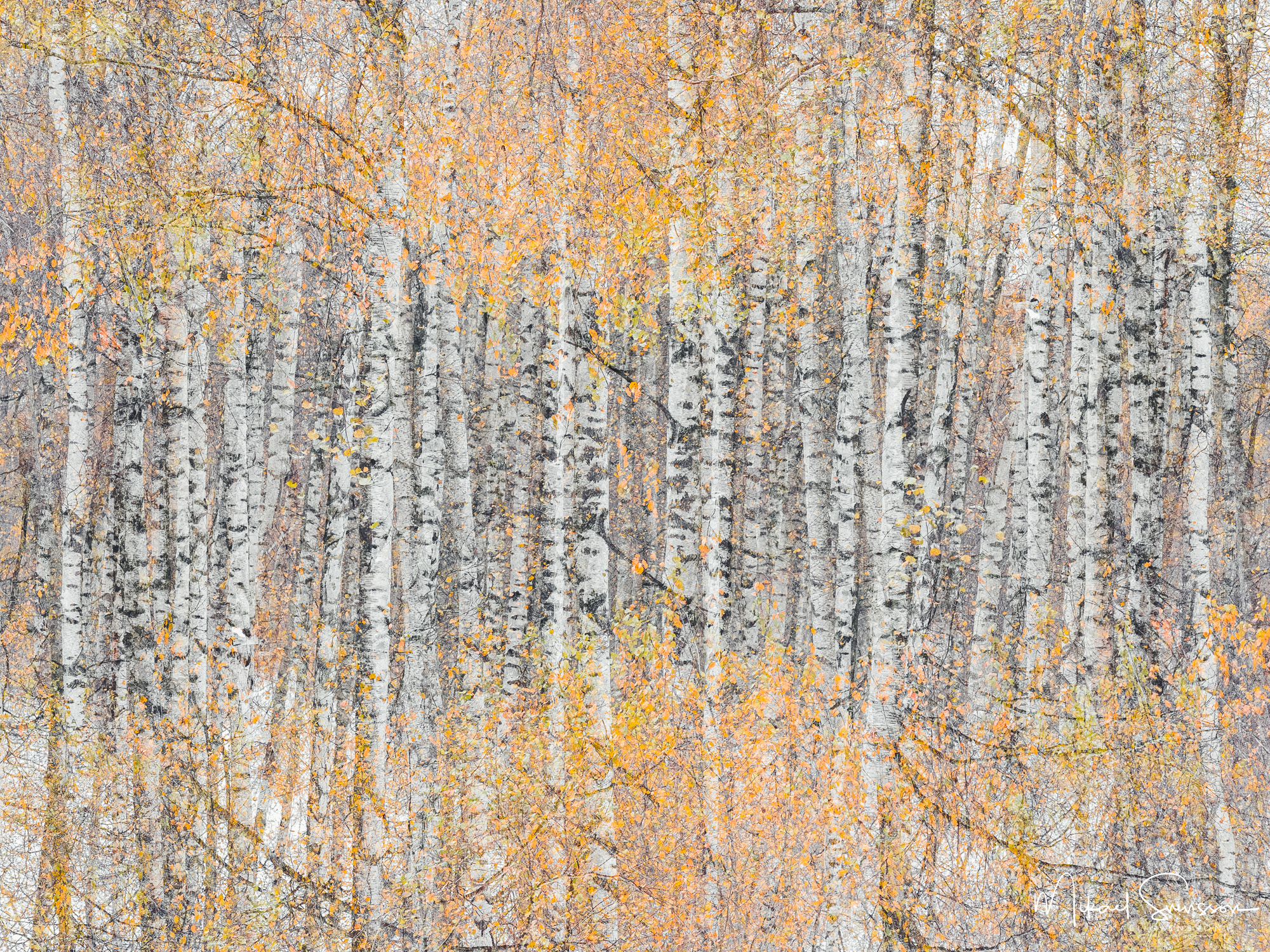 Dubbelexponering av höstskog.