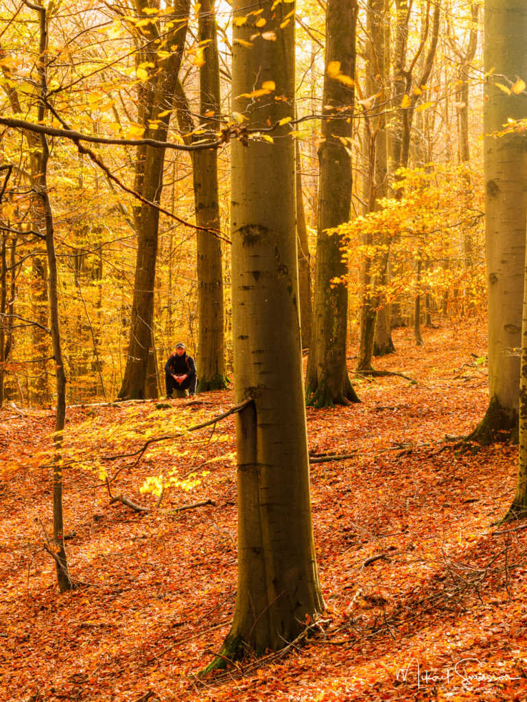 Höst i bokskogen vid Ellesbo, Hisingen.