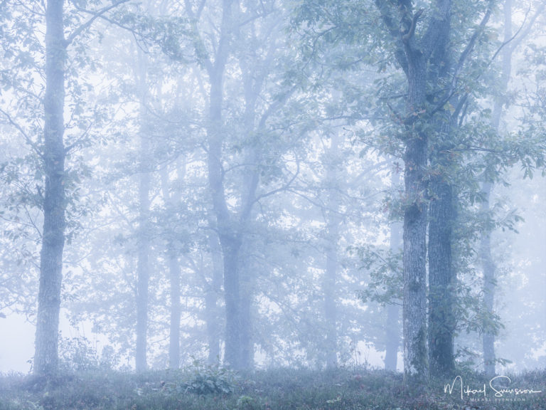 Dimma i skogen vid Fjärås Bräcka, Kungsbacka kommun.