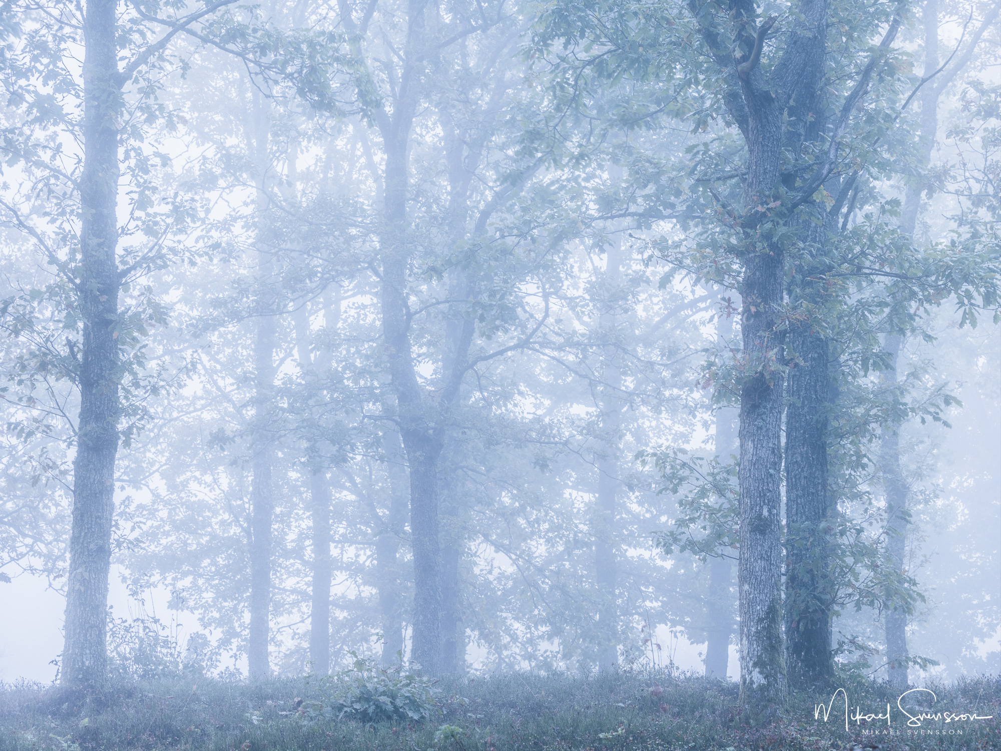 Dimma i skogen vid Fjärås Bräcka, Kungsbacka kommun.