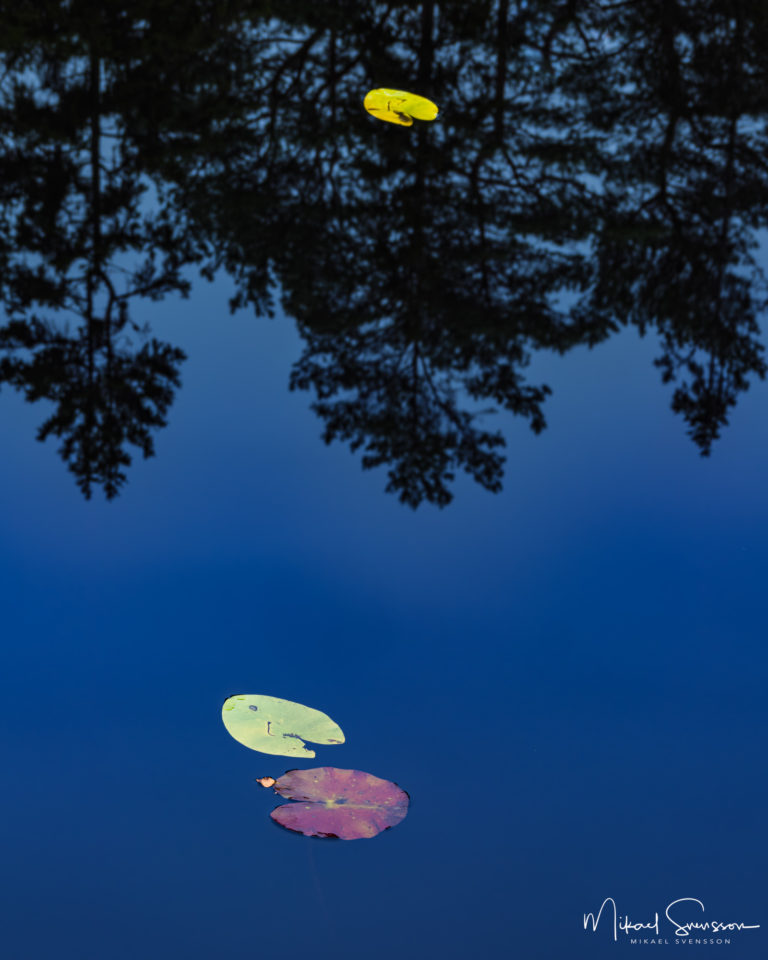 Näckrosblad i Horsika, Mölndal.