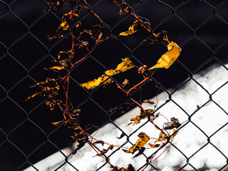 Kikås lakvattendamm, Mölndal