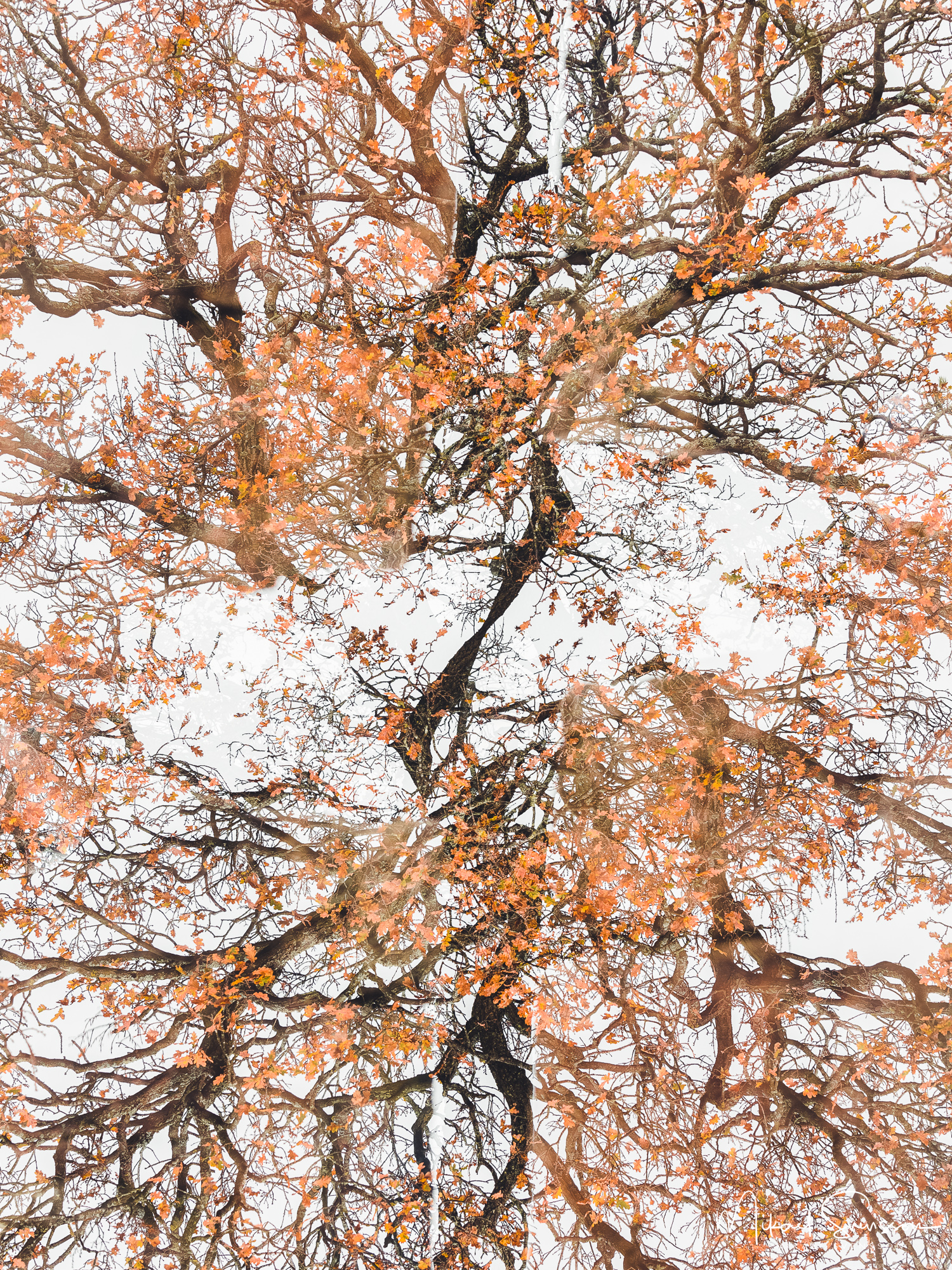 Dubbelexponering av höst träd på Ramberget, Hisingen.