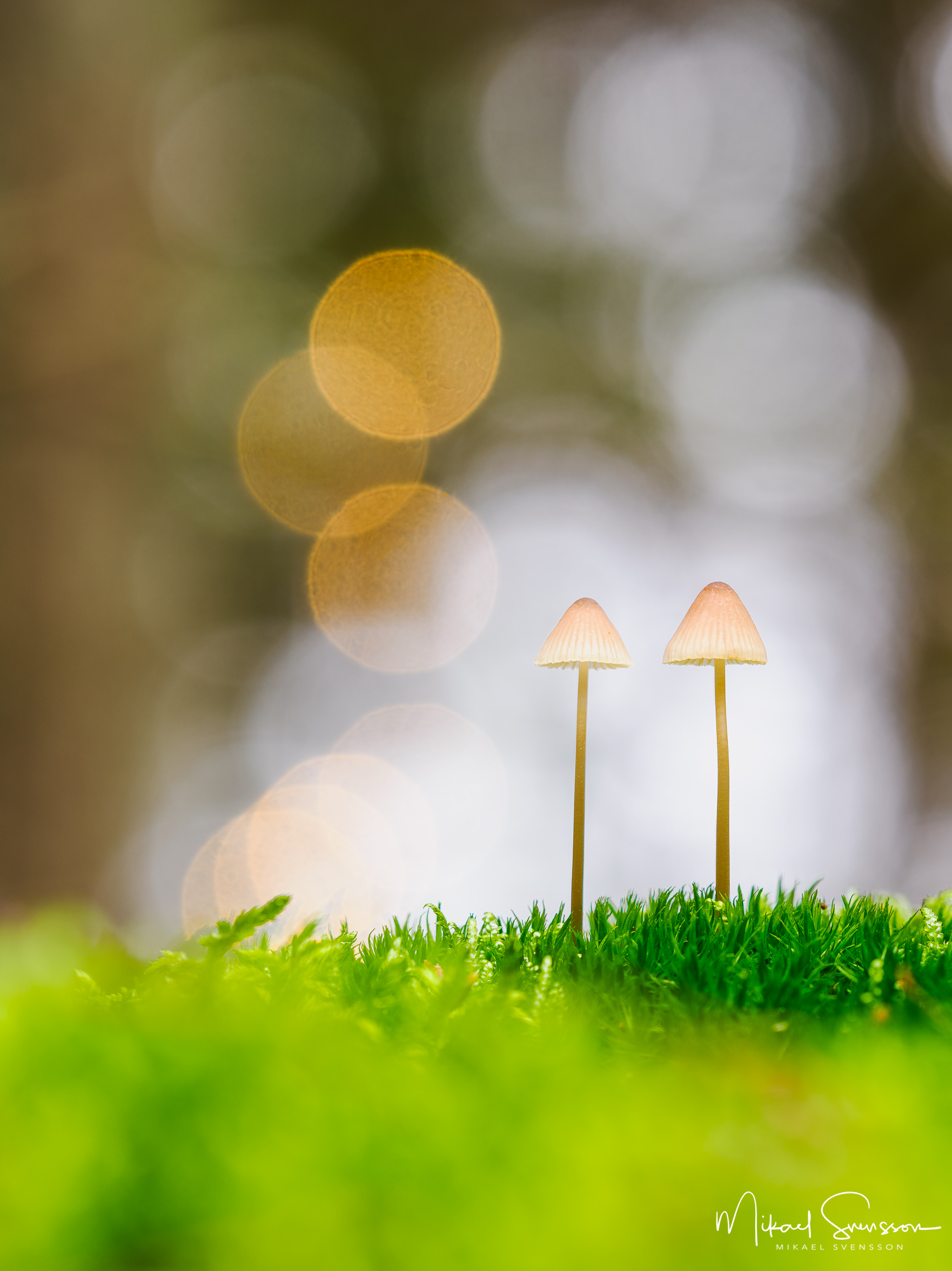 Svampar i Blixås, Mölndal.