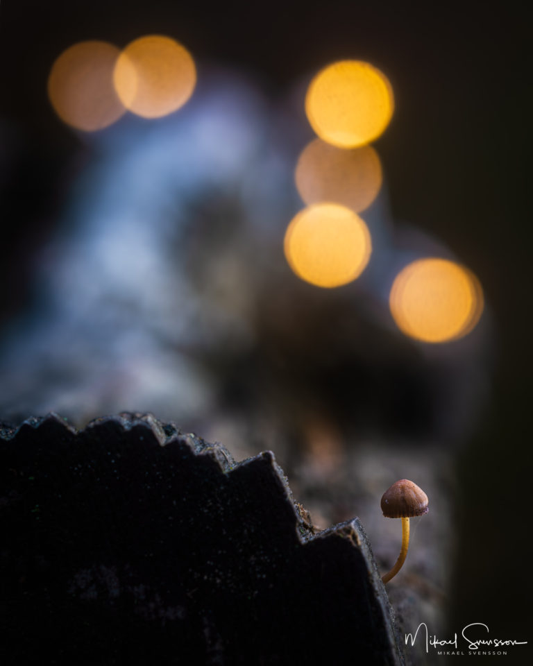 Svamp vid Skändlaberget, Hisingen.