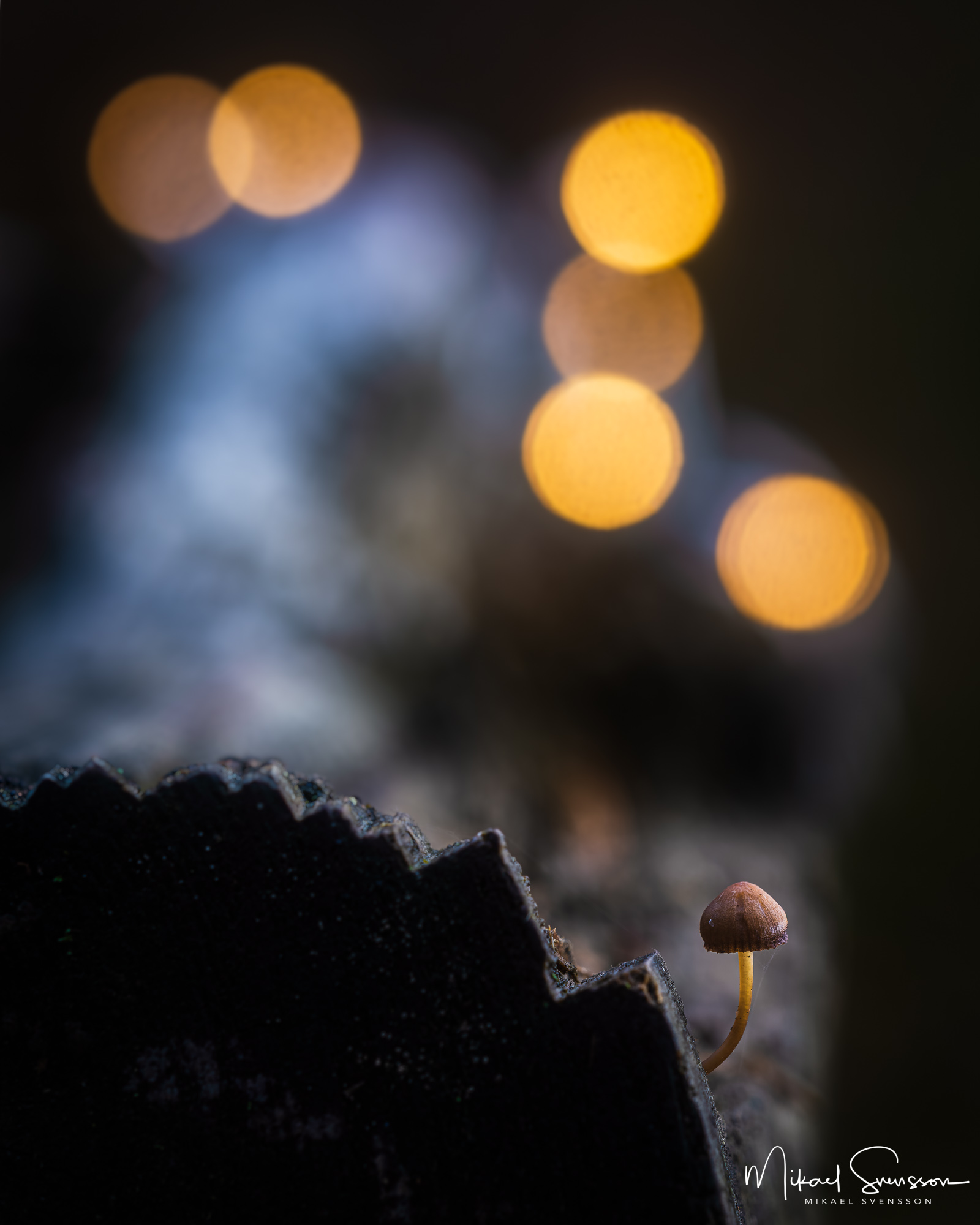 Svamp vid Skändlaberget, Hisingen.