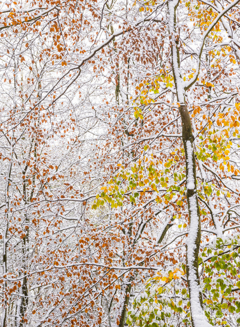 Hösträd i vinterskrud vid Keillers park, Ramberget.
