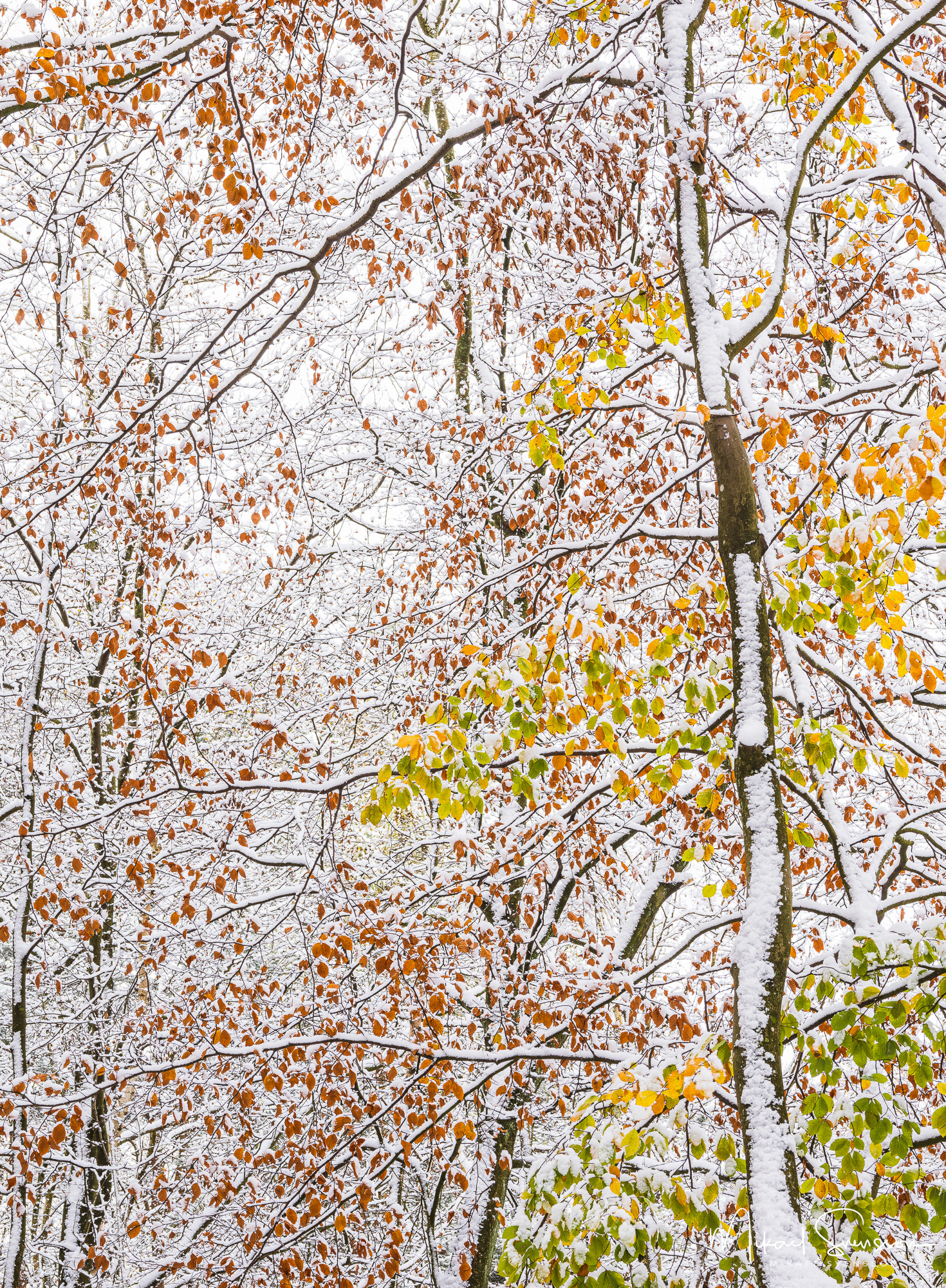 Hösträd i vinterskrud vid Keillers park, Ramberget.