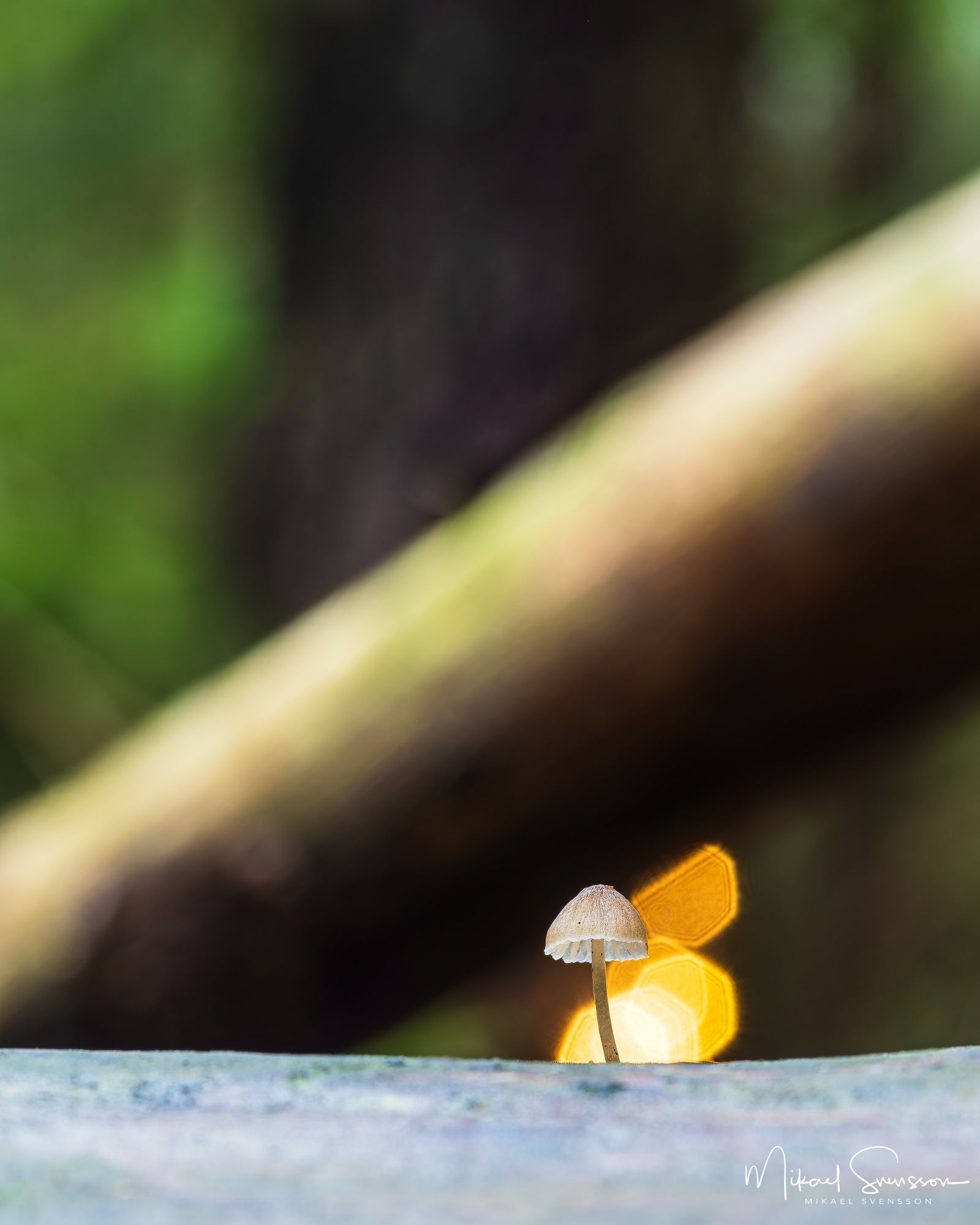 Svamp i Bråtaskogens naturreservat, Härryda kommun.