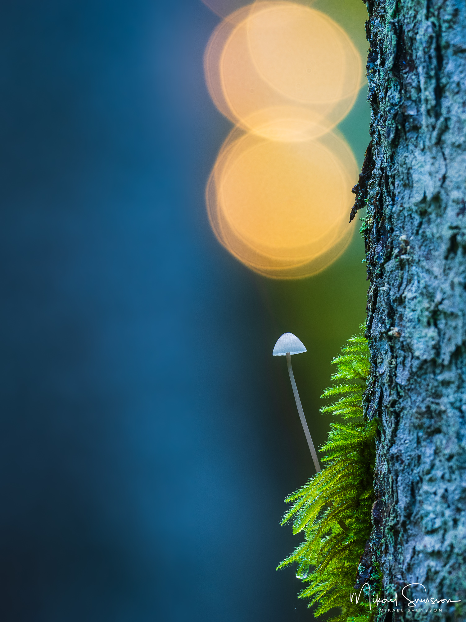 Svamp i Risbohult naturreservat, Härryda kommun.