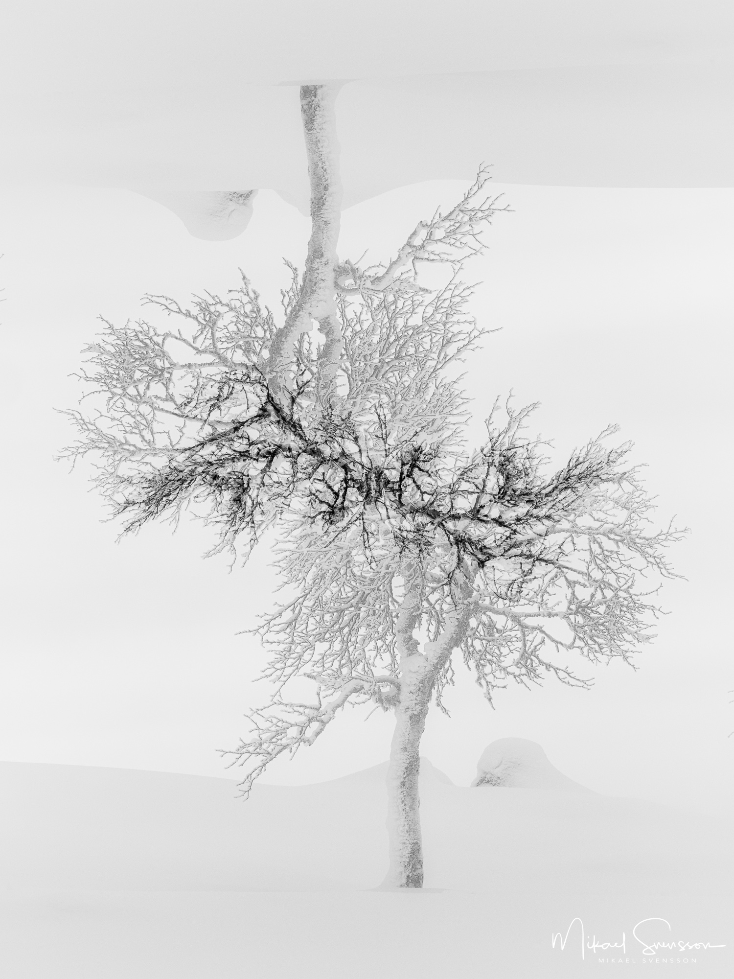 Dubbelexponering av fjällbjörk i Grövelsjöfjällen.