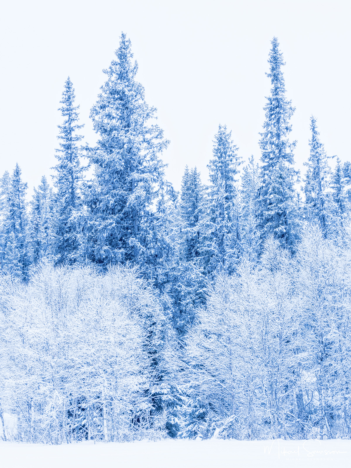 Vinterskog vid Storsätern, Dalarna.
