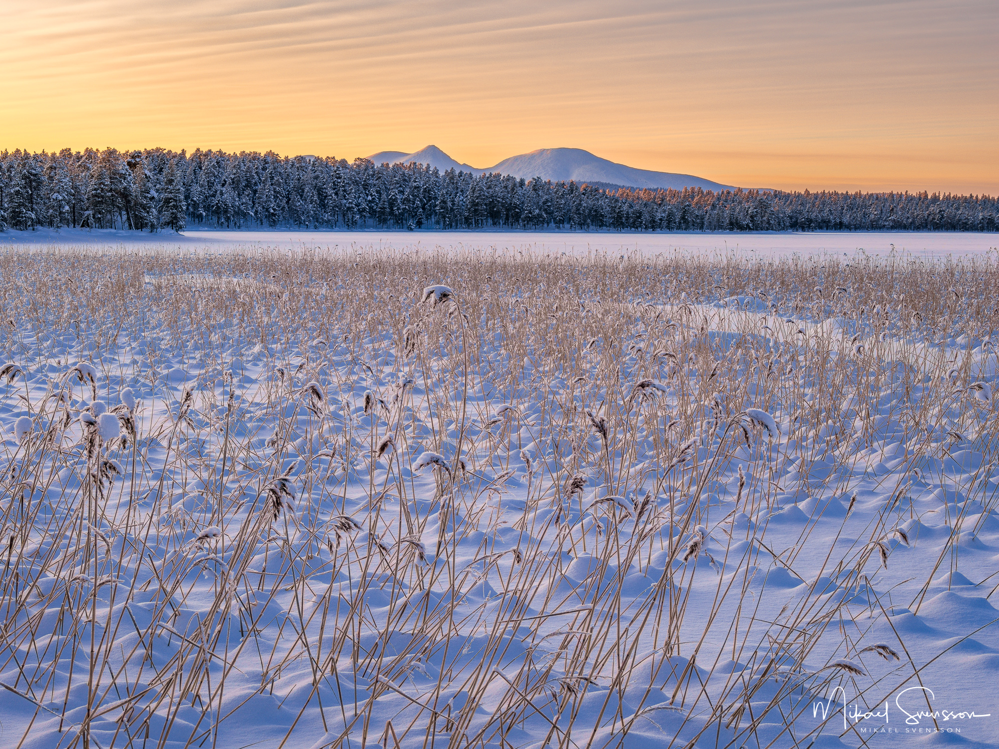 Vass vid Drevsjøen, Innlandet fylke, Norge.