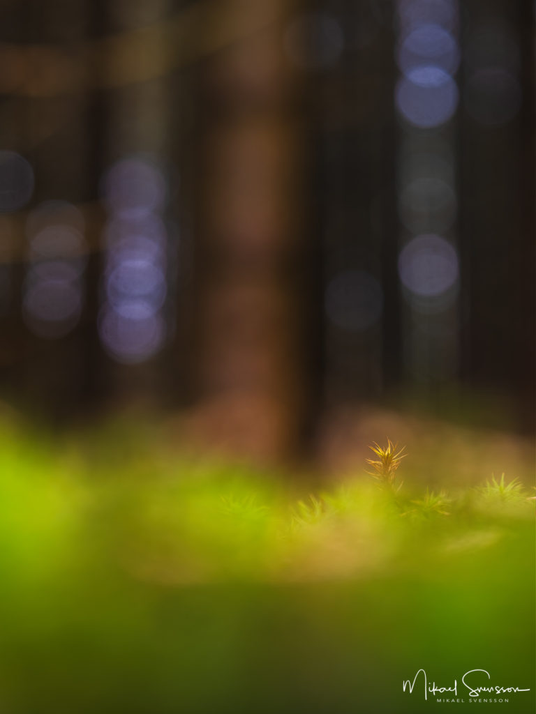 Mossa i Herkulesskogen, Mölndal.