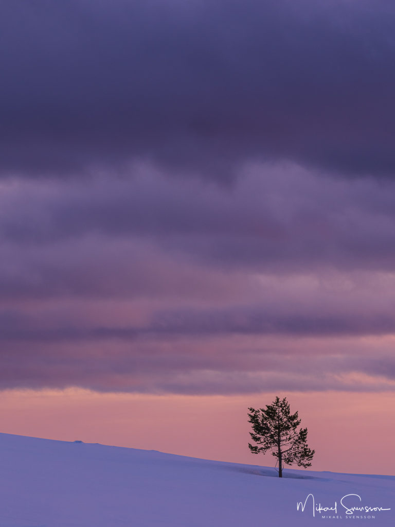 Träd på Långfjället