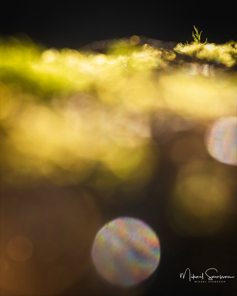 Särö Västerskog Naturreservat, Halland.