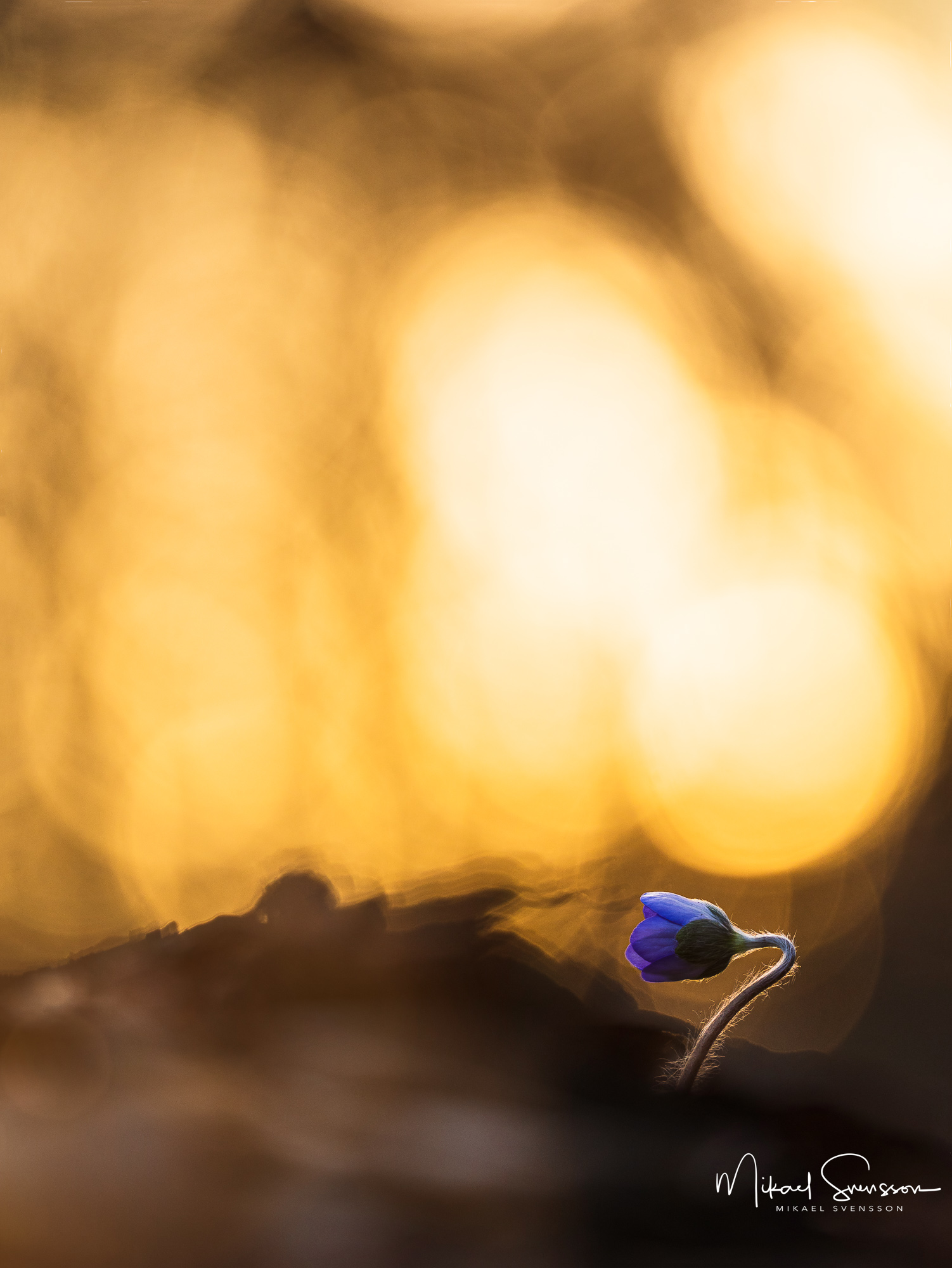 Första blåsippan vid Tjolöholm.