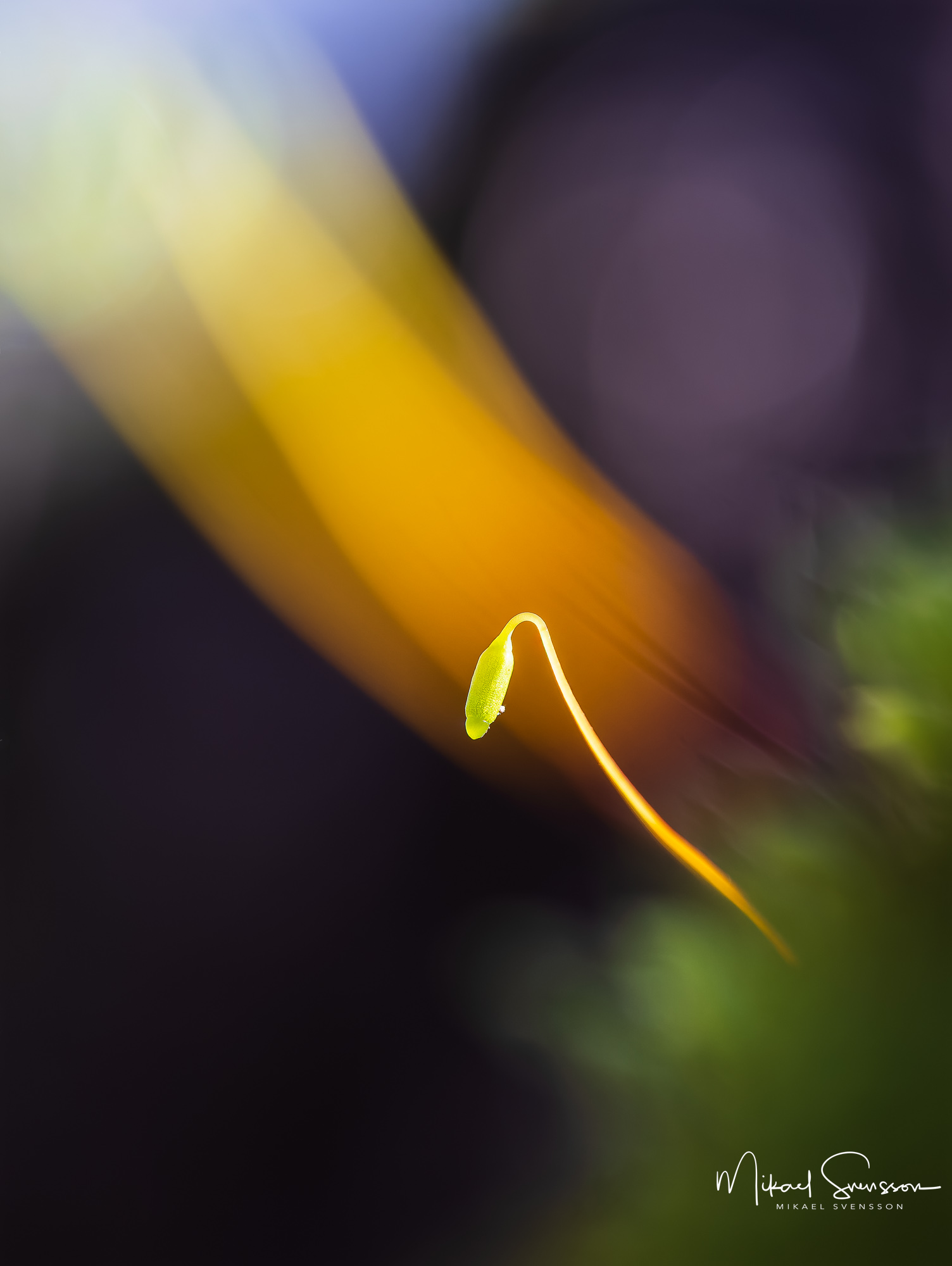 Mossa vid Gartinsås, Hisingen.