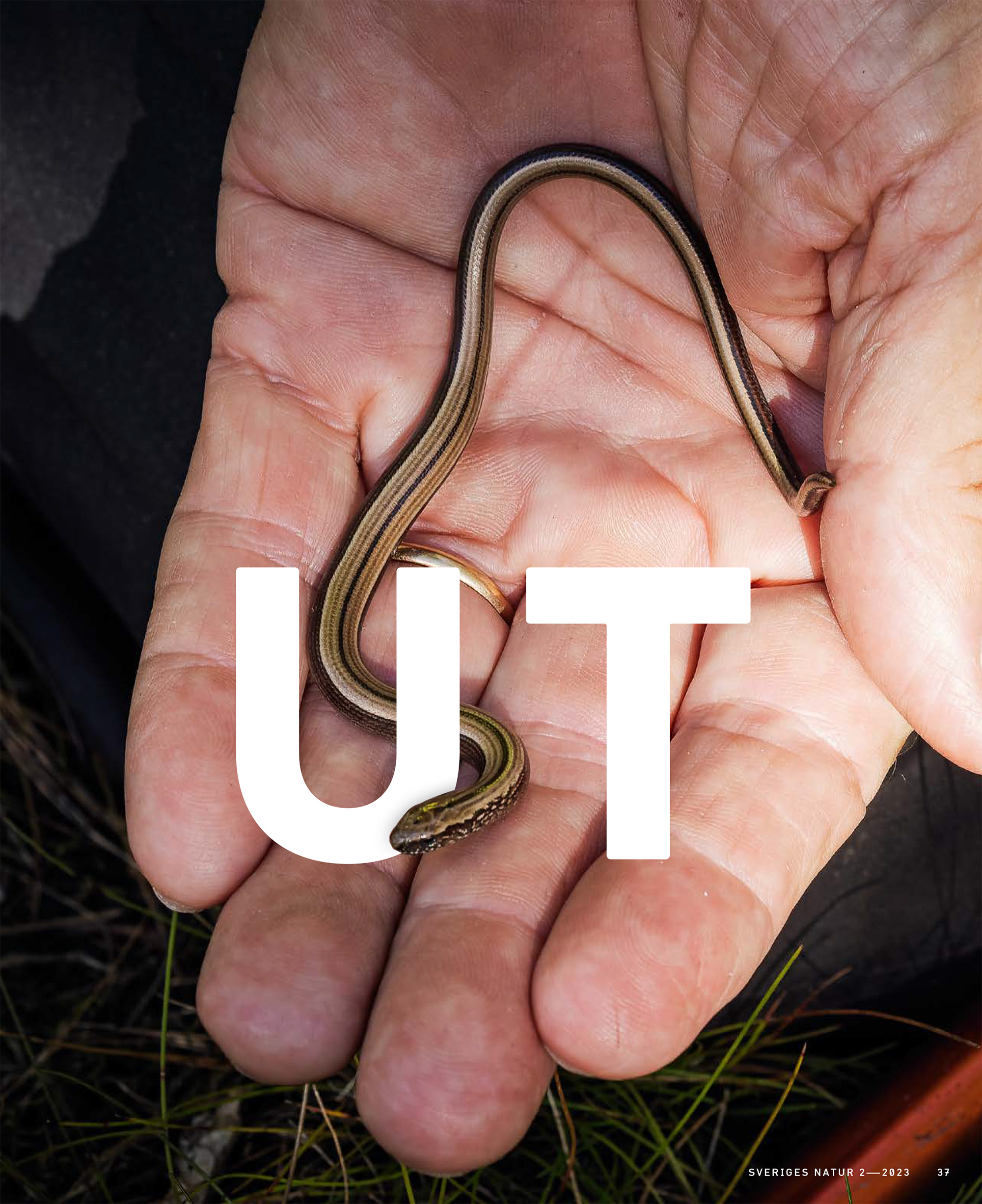 Bilder i tidningen Sveriges Natur i reportaget om grod- och kräldjursflytten inför Volvos kommande batterifabrik.