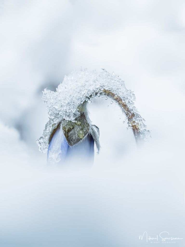 Blåsippa inbäddad i snö ovanför Axgatan i Mölndal.