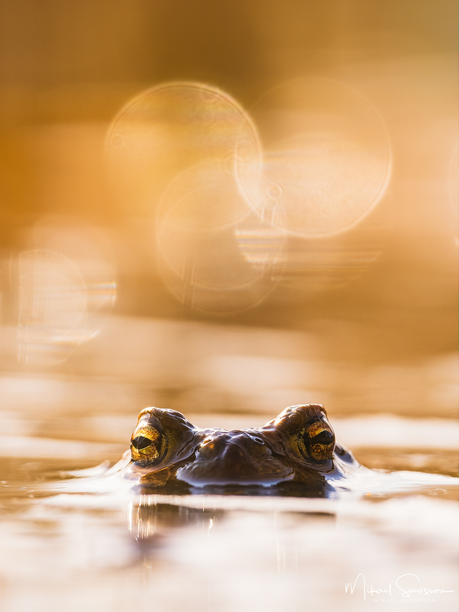 Groda i Klare mosse, Hisingen.