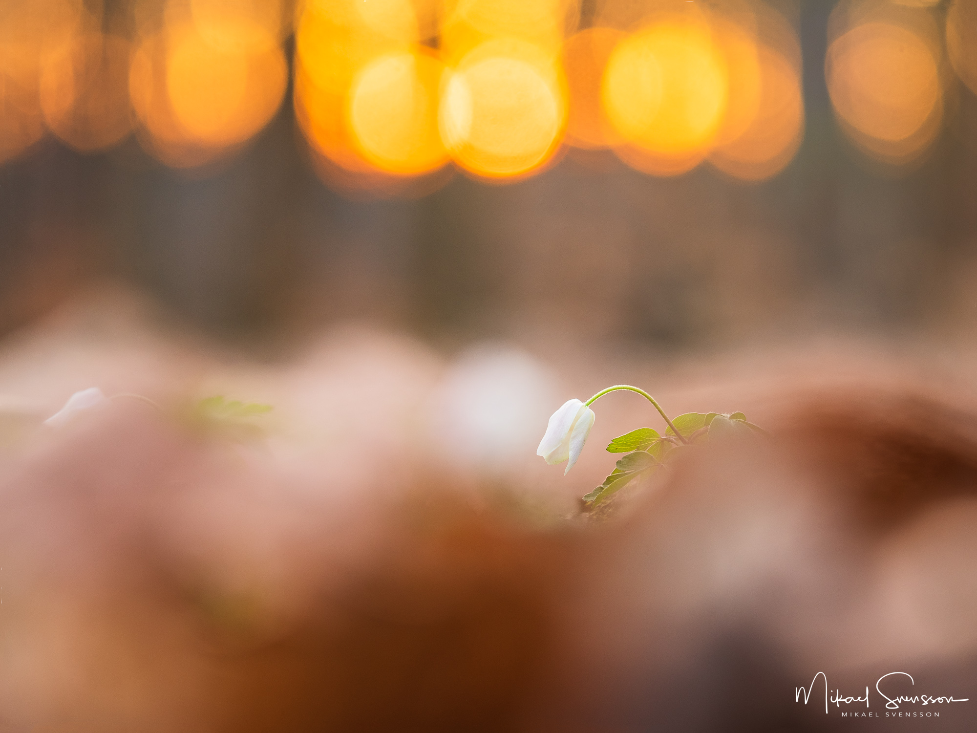 Vitsippa i solnedgång vid Rådasjöns naturreservat, Härryda kommun.