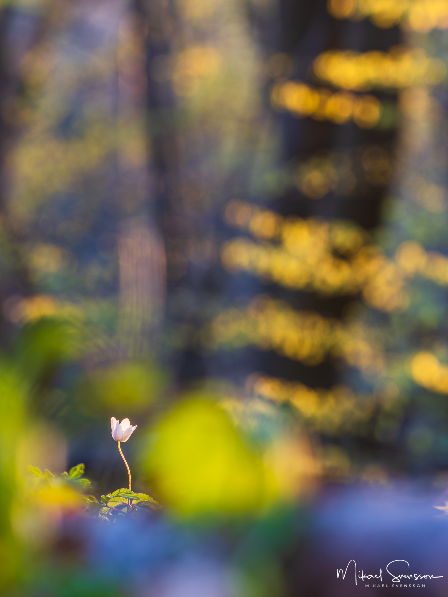 Vitsippa i Svejserdalen, Mölndal.