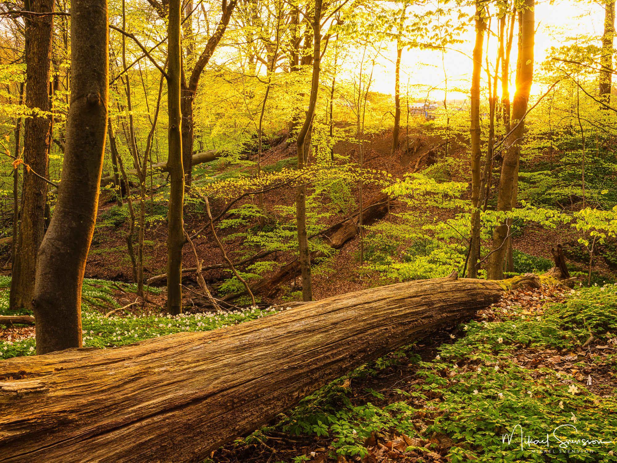 Vacker bokskog i Svejserdalen, Mölndal.