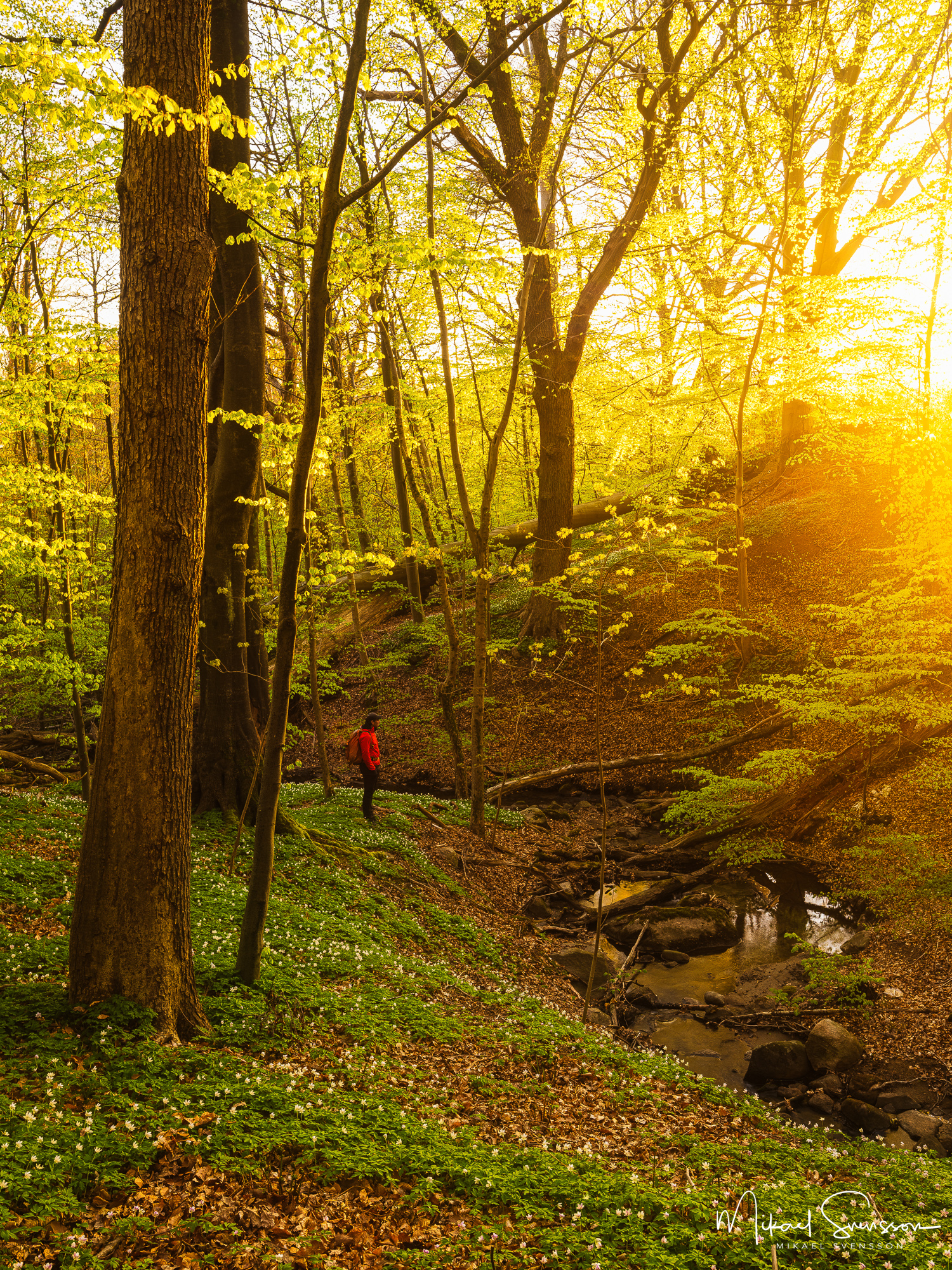Man står i bokskogen vid solnedgång. Svejserdalen, Mölndal.