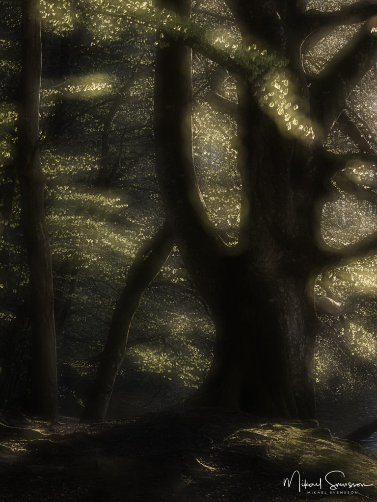 Bokskog i Gäddevik Naturreservat, Kungsbacka kommun, Halland.