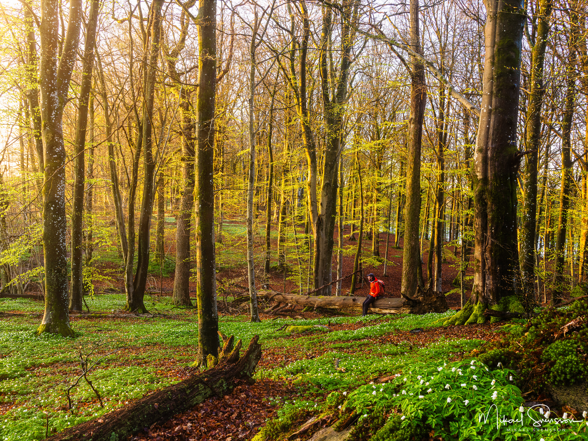 Soluppgång vid Rådasjöns naturreservat, Härryda kommun.
