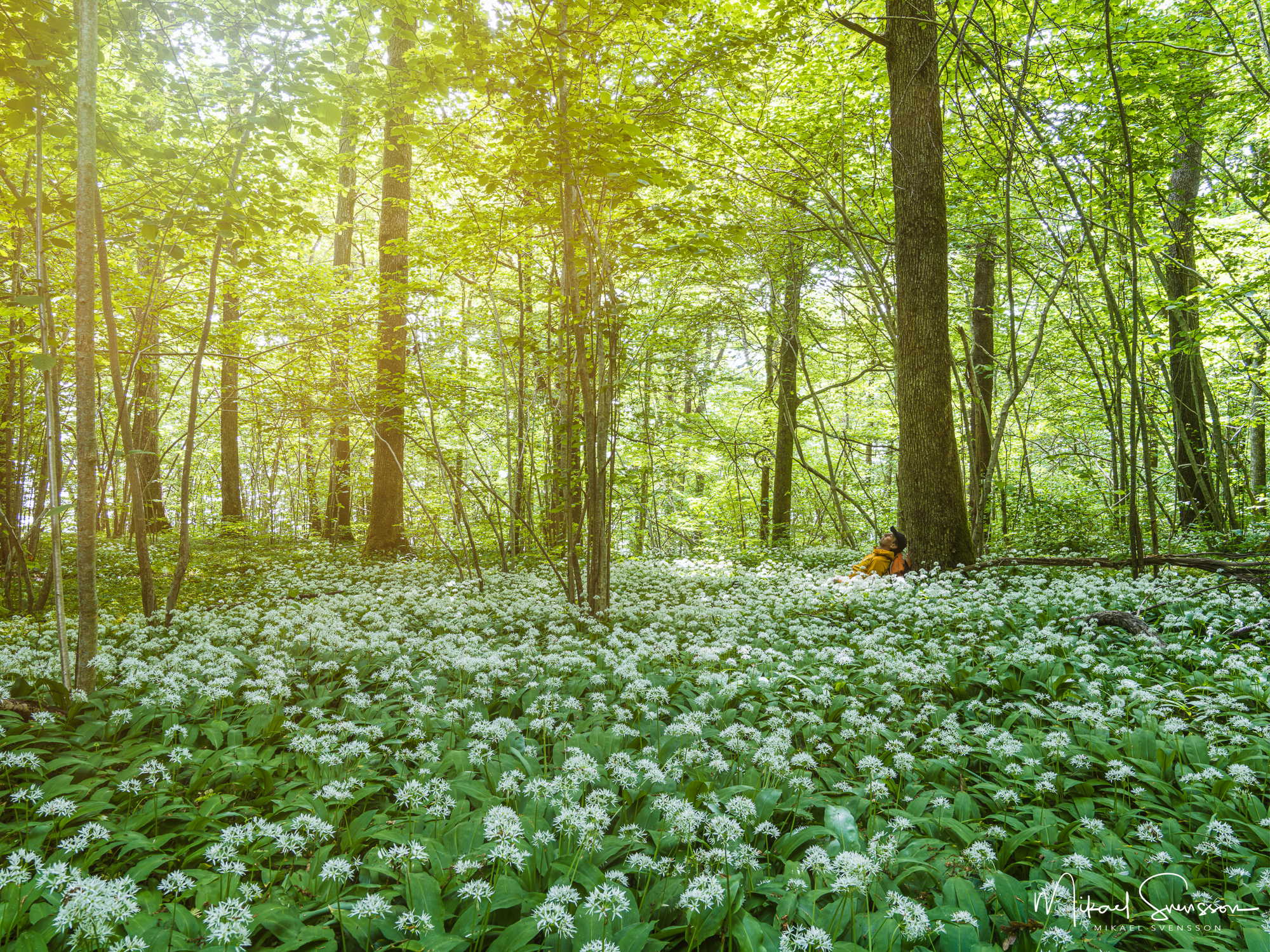 Ramslök vid Årenäs Torstakulla naturreservat, Marks kommun.