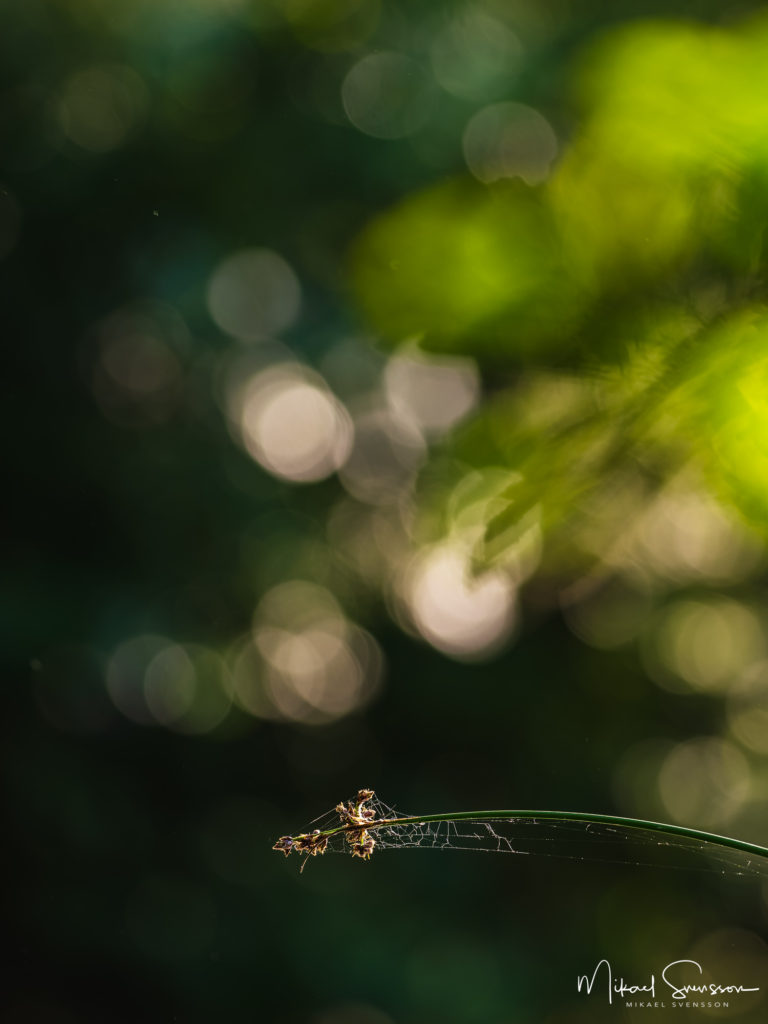 Mölndalsån, Mölndal