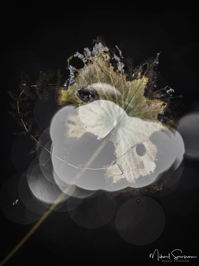 Näckrosblad i Svankälla våtmarkspark, Hisingen.