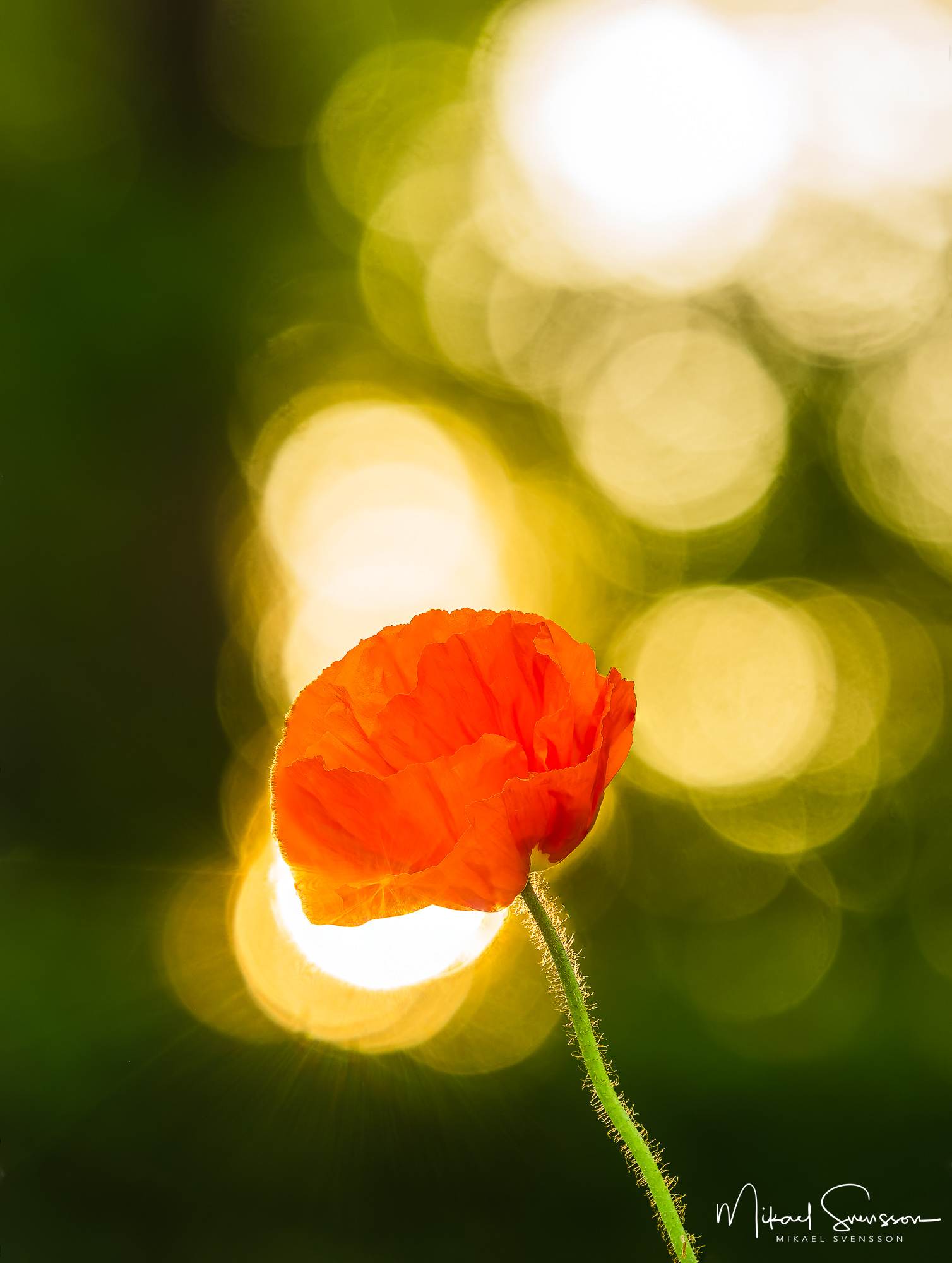 Vallmo vid Gunnebo Slott, Mölndal.