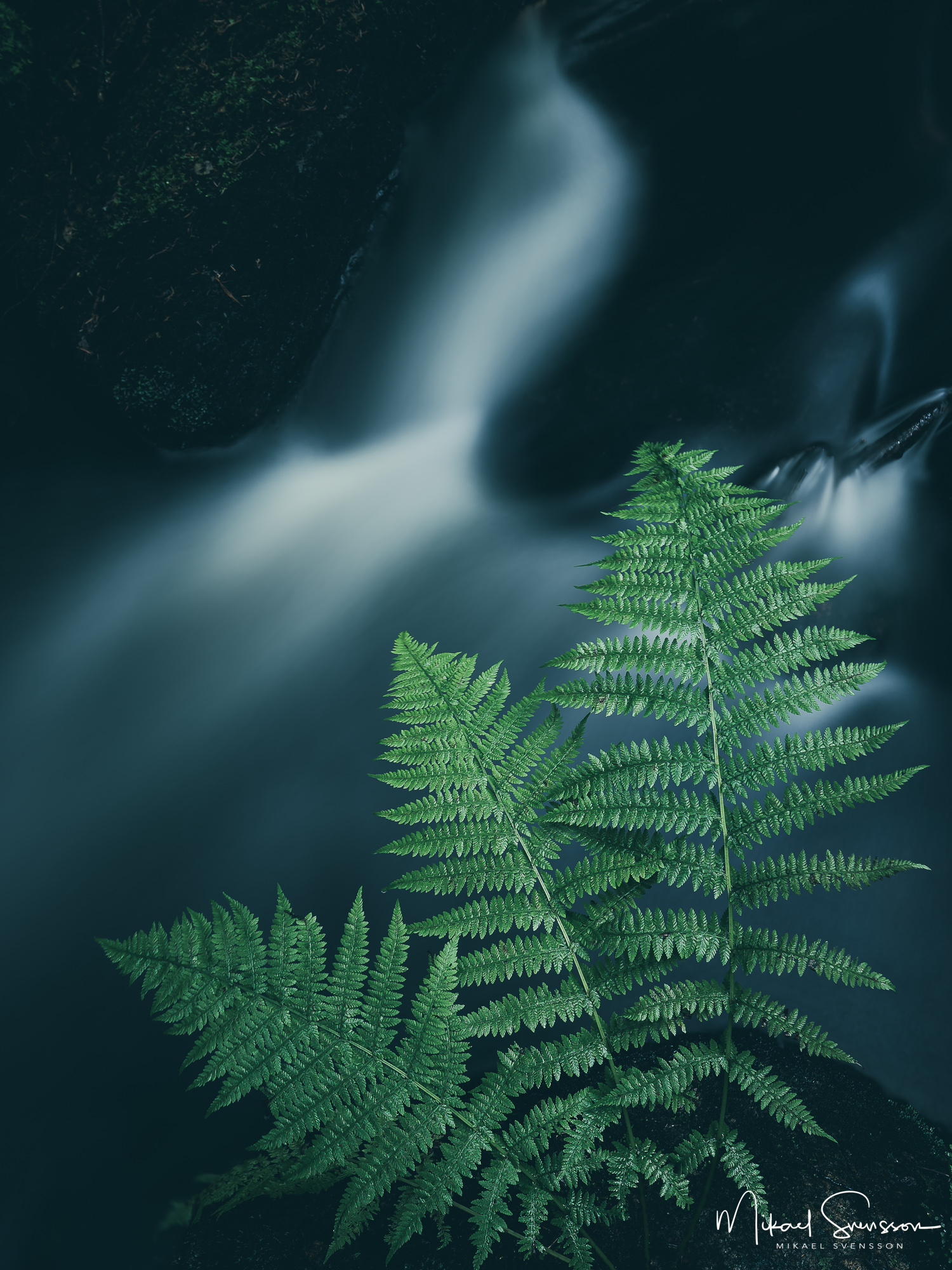 Ormbunkar vid bäck. Bråtaskogen Naturreservat, Härryda kommun.