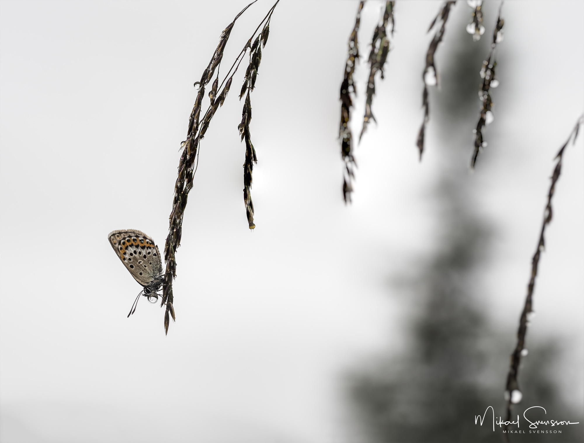 Fjäril vid Kvitåvatn, Telemark fylke, Norge