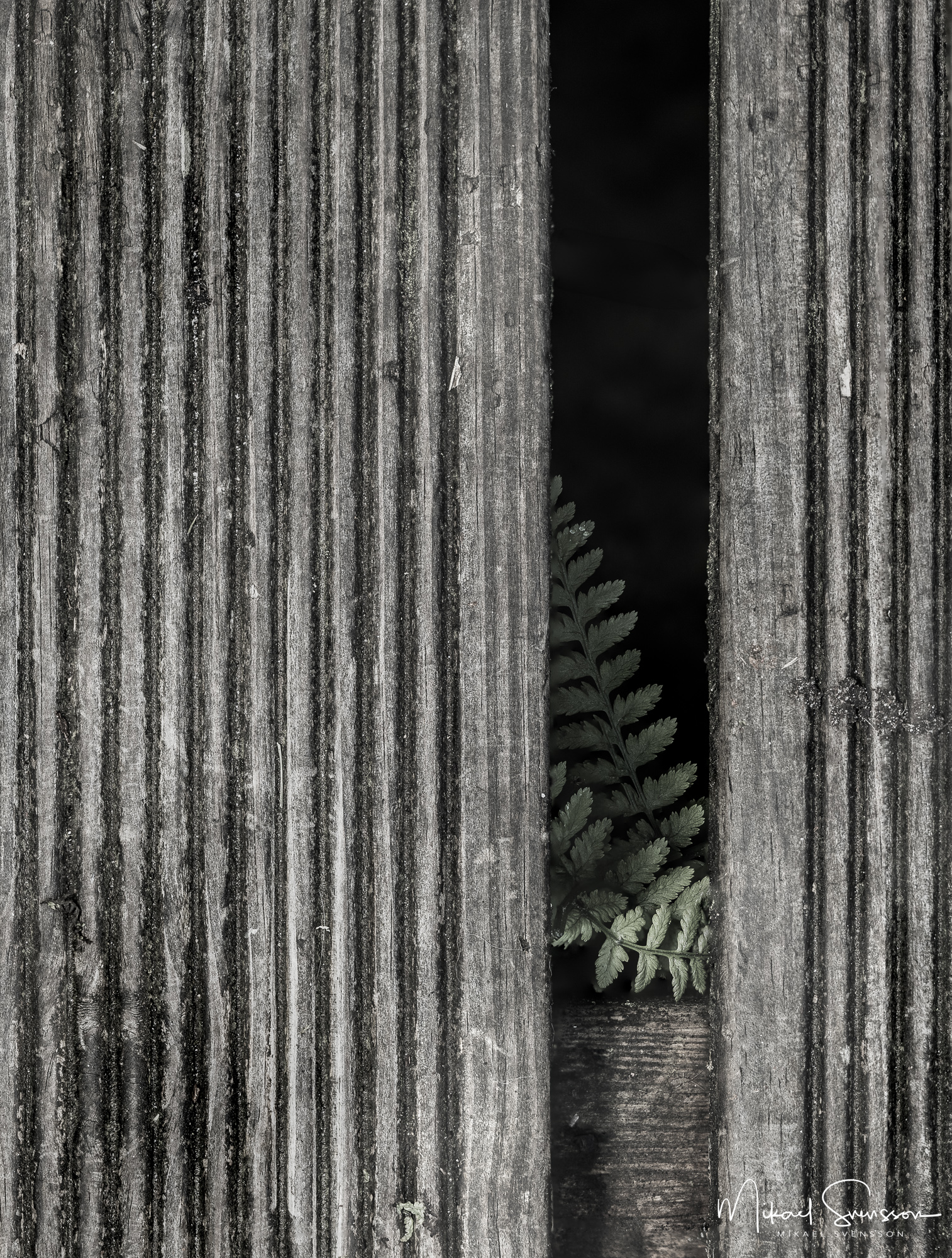 rya-skog-hisingen-230802083