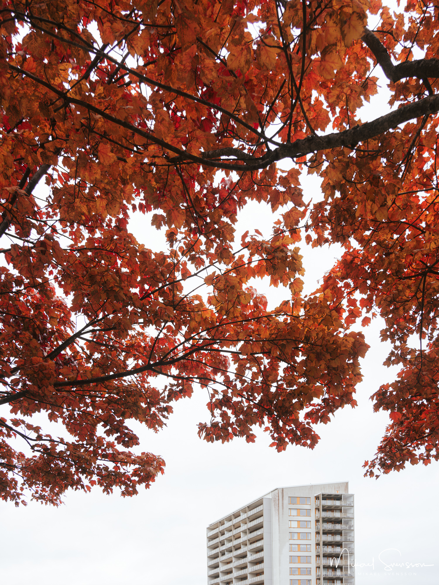 Höstfärger vid Sörhallsparken, Hisingen, Göteborg.