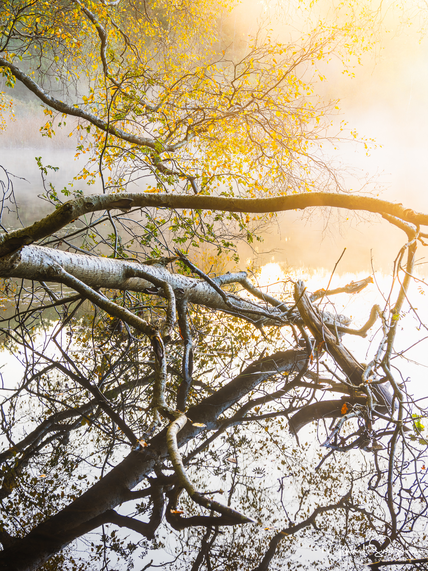Soluppgång och dimma vid Ståloppet, Mölndal.