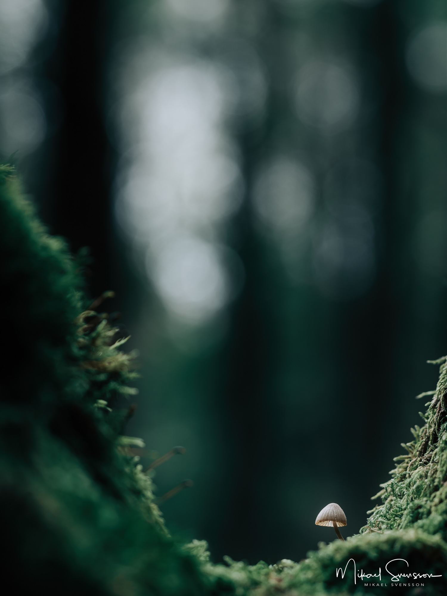 Liten svamp i Bråtaskogens Naturreservat, Mölnlycke.