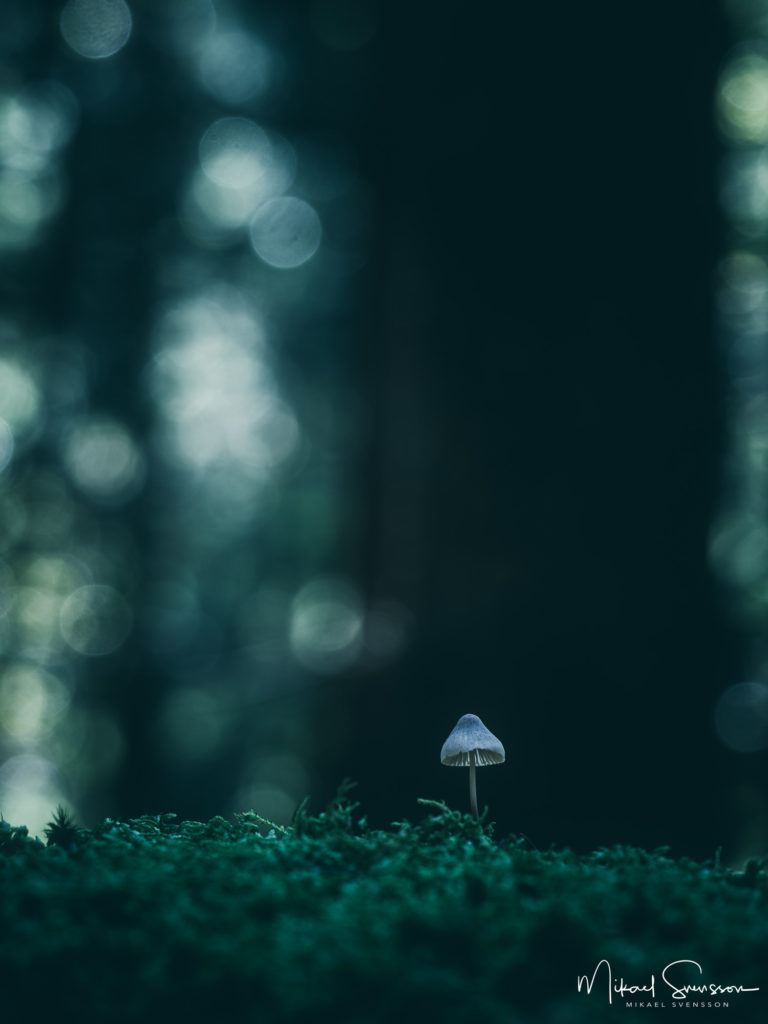 Svamp i Herkules friluftsområde, Mölndal.