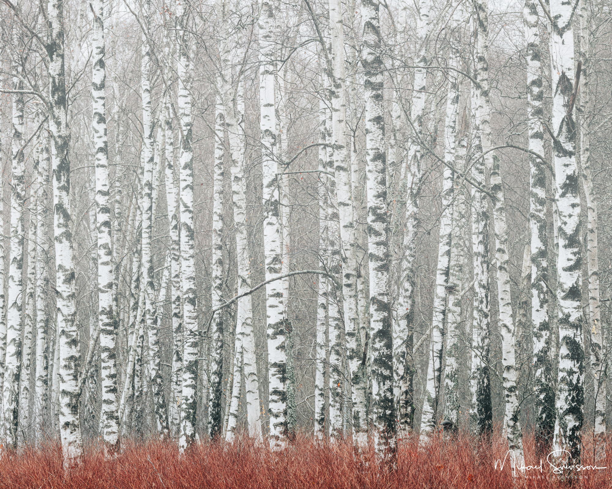 Björkar vid Gunnebo, Mölndal.
