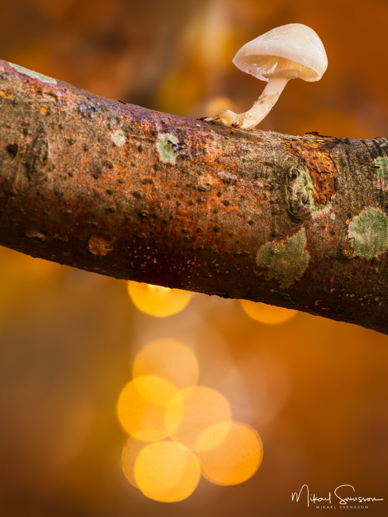 Svamp på trädgren i Rådasjöns naturreservat, Härryda kommun.